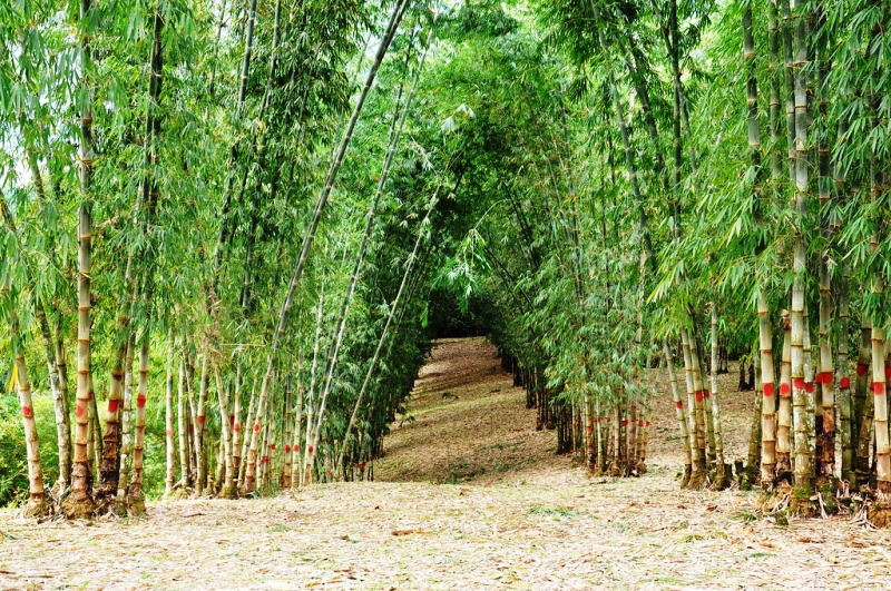 Qual o Maior Produtor de Bambu do Brasil? Onde Fica?