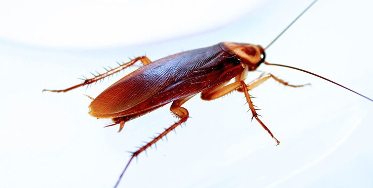 Doenças Transmitidas Pelas Baratas: Quais São Elas?