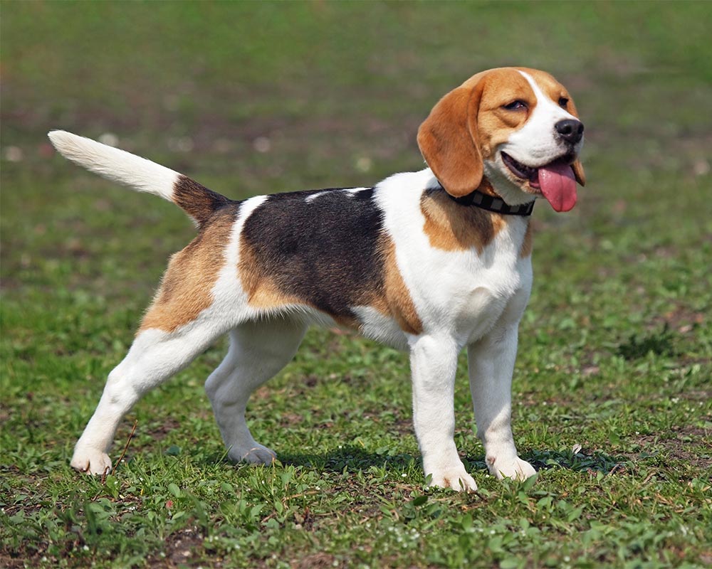Beagle Curiosidades E Fatos Interessantes Sobre a Raça