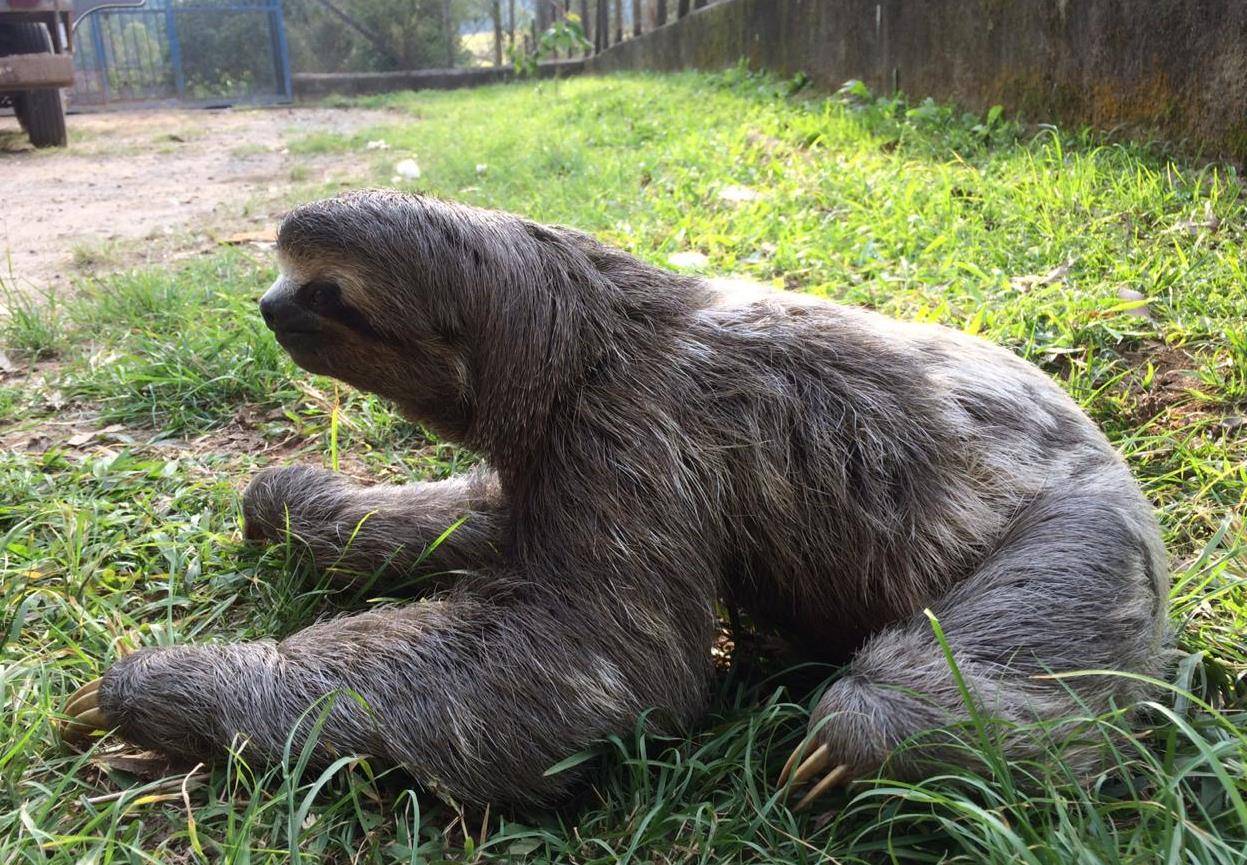 Quais São os Predadores do Bicho Preguiça e Seus Inimigos?