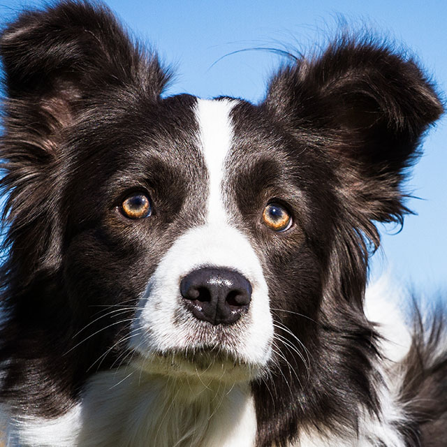 Alimentação do Border Collie: O Que Eles Comem?