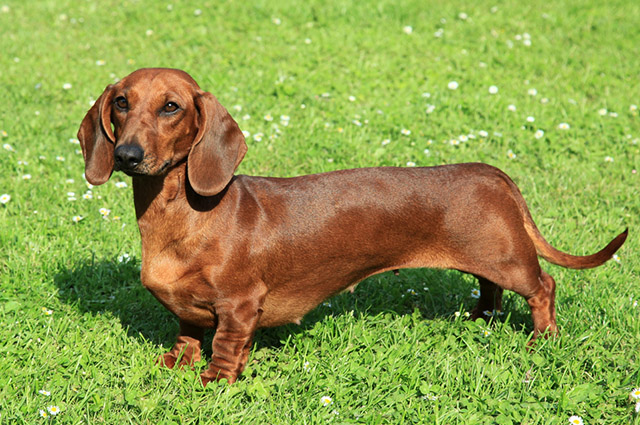 Qual É O Nome Do Cachorro Salsicha?
