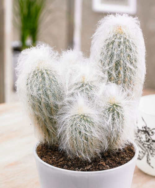 Cacto Espostoa: Características, Como Cultivar e Fotos