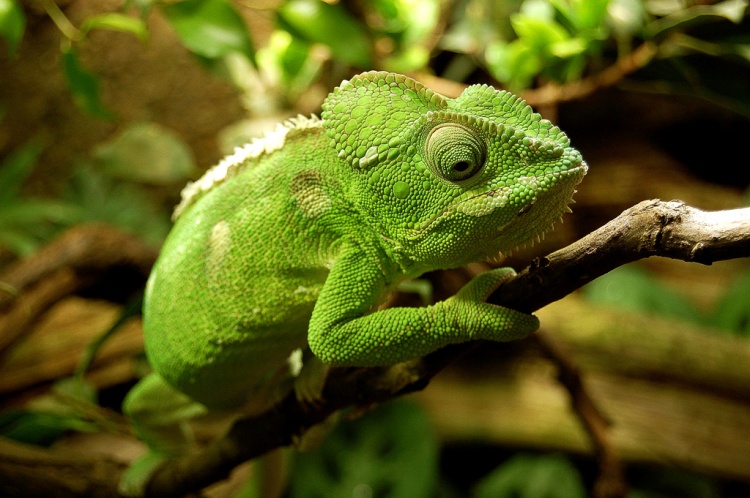 Camaleão: Curiosidades e Fatos Interessantes Sobre o Animal