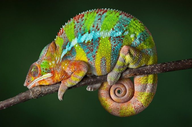 Qual é a Cor Natural do Camaleão? Por Que Ele Muda de Cor?