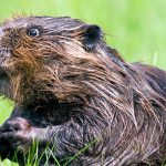 Castor Argentino