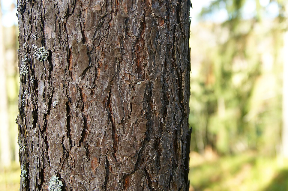 O Que é um Caule Lenhoso? Exemplos de Plantas Que Tem