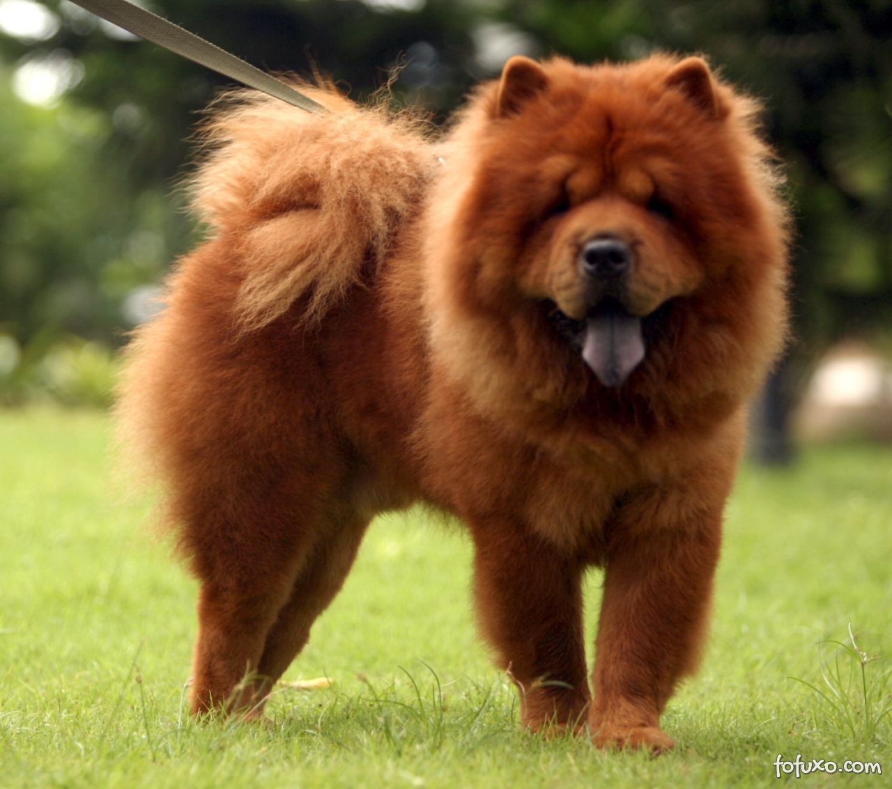 Quanto Tempo o Chow-Chow Fica Com a Língua Azul?