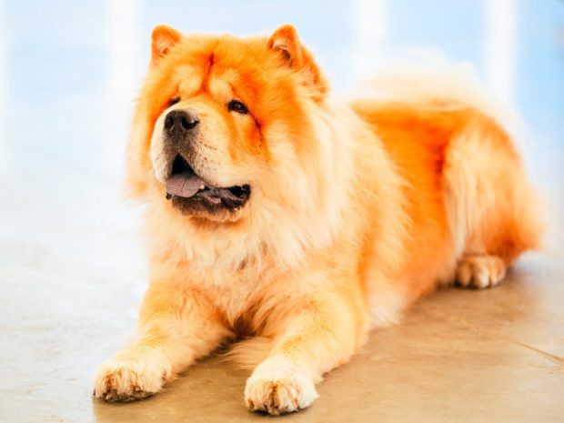 Alimentação do Chow Chow: O Que Eles Comem?