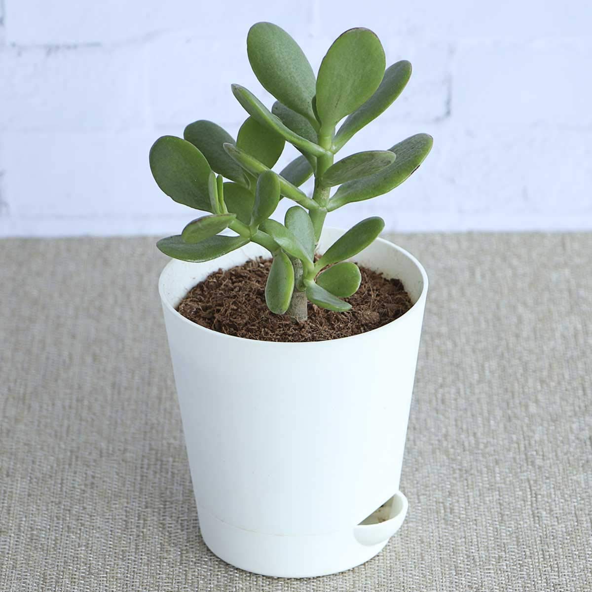 Quais São as Melhores Plantas Para Apartamento?