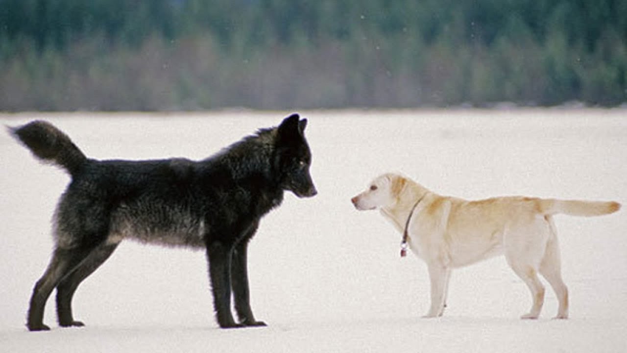 Qual Foi o Primeiro Cachorro do Mundo?