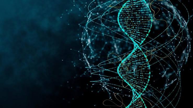 Meiose Gamética: o que É, Fases e Diferença para Meiose Somática