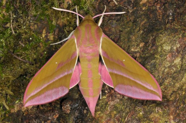 Mariposa Elefante: Características, Nome Científico E Fotos