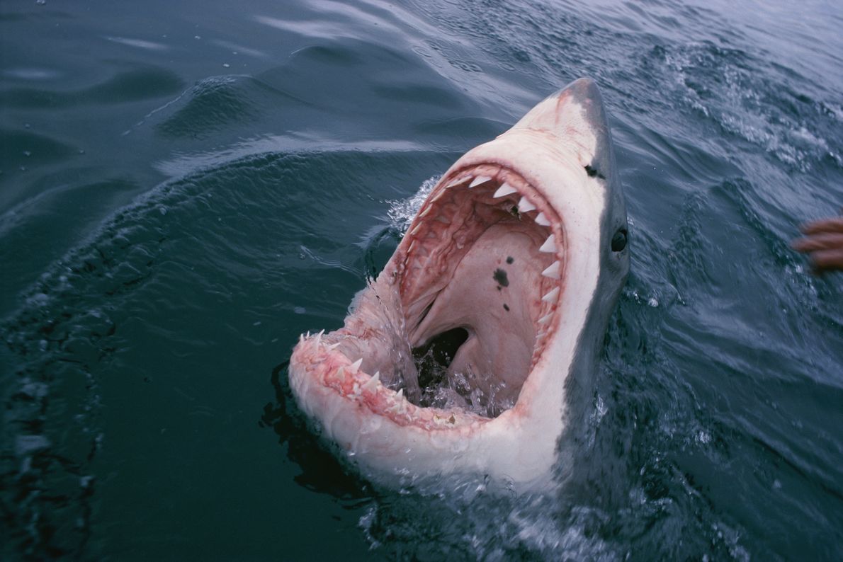 Qual é o Animal Que Tem Mais Dentes na Boca?