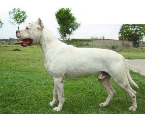 Reprodução do Dogo Argentino: Filhotes e Período de Gestação