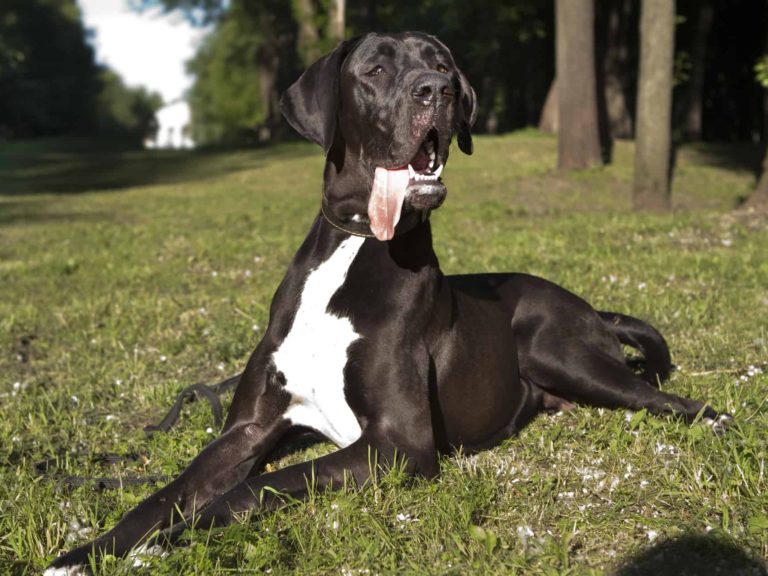 Dogue Alemão Curiosidades e Fatos Interessantes Sobre a Raca
