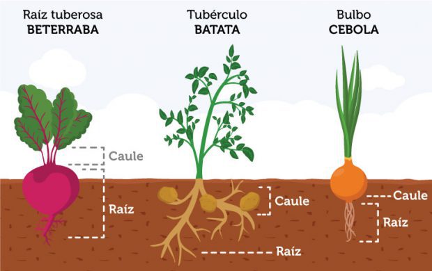 Quais São os Caules Comestíveis? Quais os Mais Consumidos?