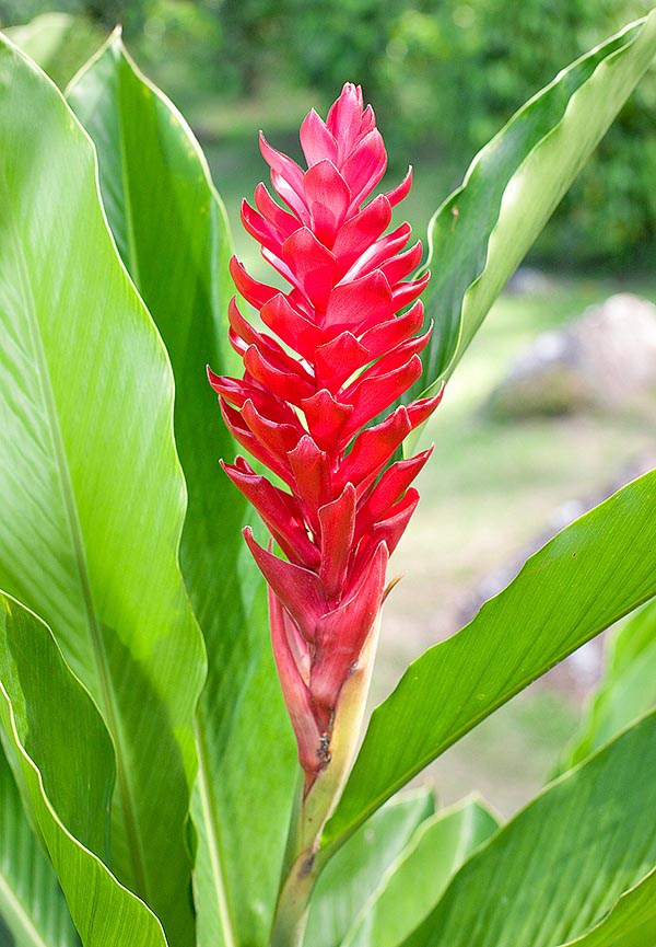 Tudo Sobre a Flor Alpinia: Caracteristicas, Nome Cientifico e Fotos