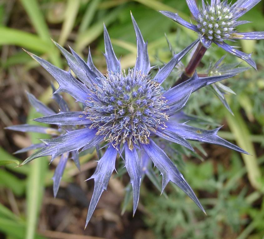 História da Flor Cardo Marítimo e Origem da Planta