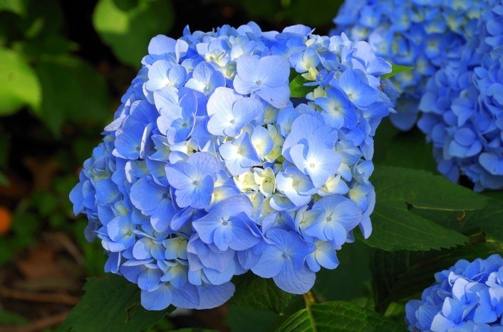 Hortênsia Curiosidades e Fatos Interessantes Sobre a Planta