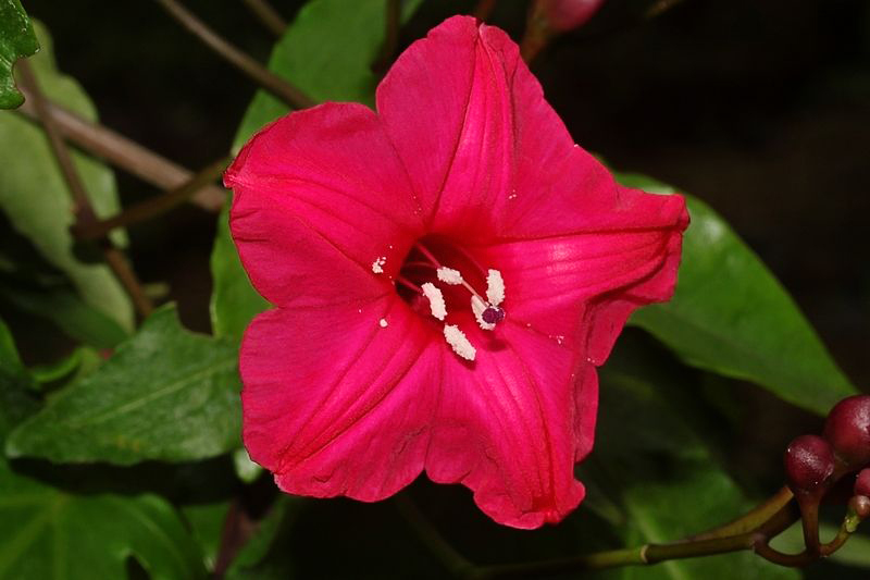 Tudo Sobre a Flor Ipoméia: Características e Nome Cientifico