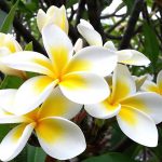 Flor Jasmim Manga Branca