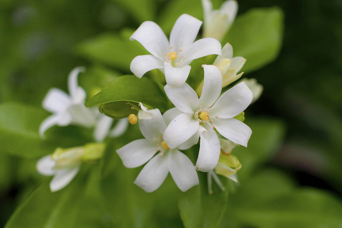 Como Cuidar da Flor Jasmim do Imperador, Fazer Mudas e Podar