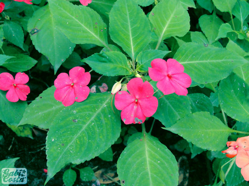 Como Cuidar da Flor Maria-Sem-Vergonha, Fazer Mudas e Podar