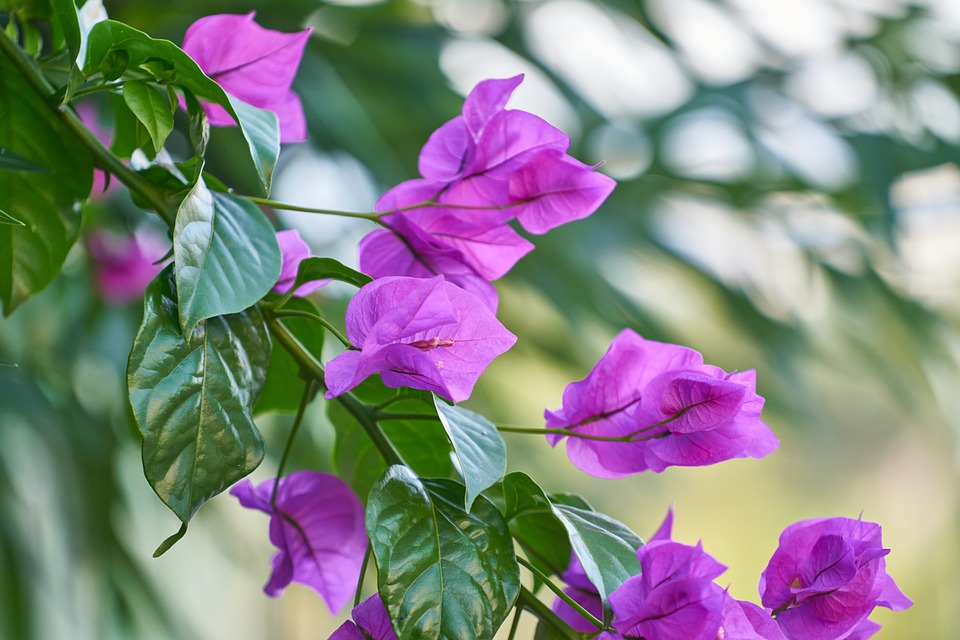 História da Flor Primavera: Significado, Origem da Planta e Fotos