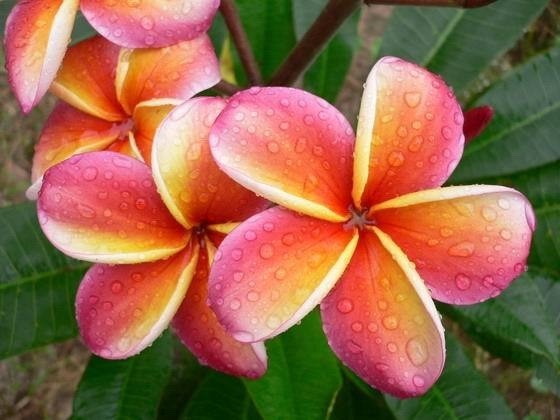 Flor de Jasmim Manga é Comestível?