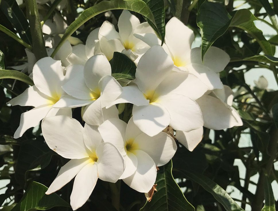 Jasmim Do Caribe é Venenosa? Como Cultivar E Fotos