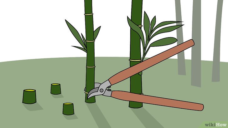 Como Acabar Com Uma Moita de Bambu?