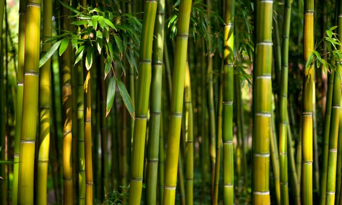 Qual a Altura do Bambu? Quantos Metros Eles Podem Chegar?