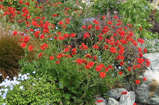 Como Cuidar da Flor Geum Quellyon, Fazer Mudas e Podar ?