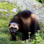 Glutão (Gulo gulo) — significado da palavra e ficha do animal carnívoro carcaju