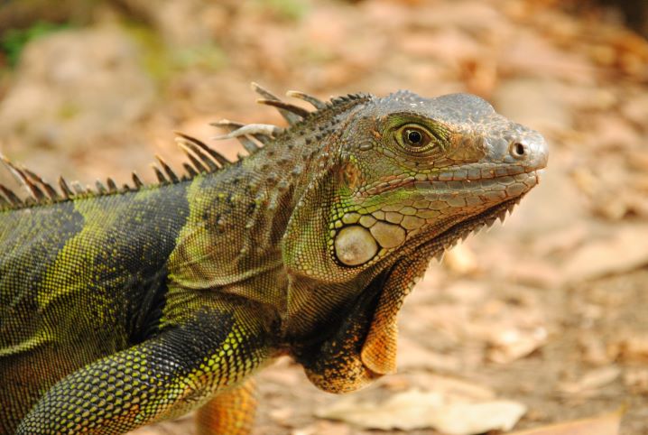 Iguana: Curiosidades e Fatos Interessantes Sobre o Animal