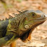 Iguana