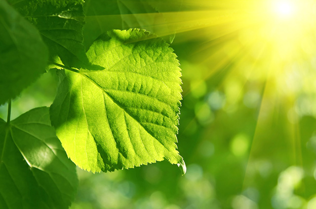 Qual a Importância da Fotossíntese Para as Plantas?
