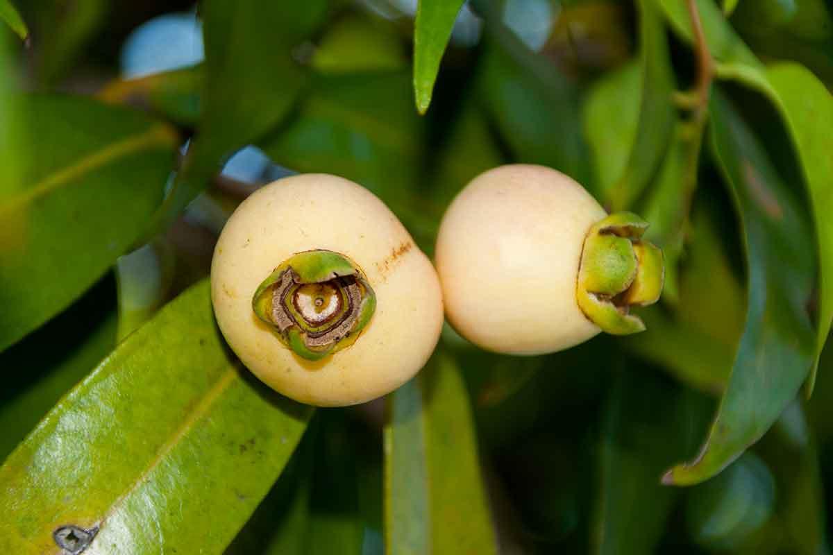 Jambolão Amarelo: Características, Benefícios e Fotos