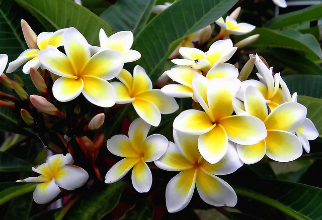 Flor de Jasmim Manga é Tóxica? Ela é Perigosa?