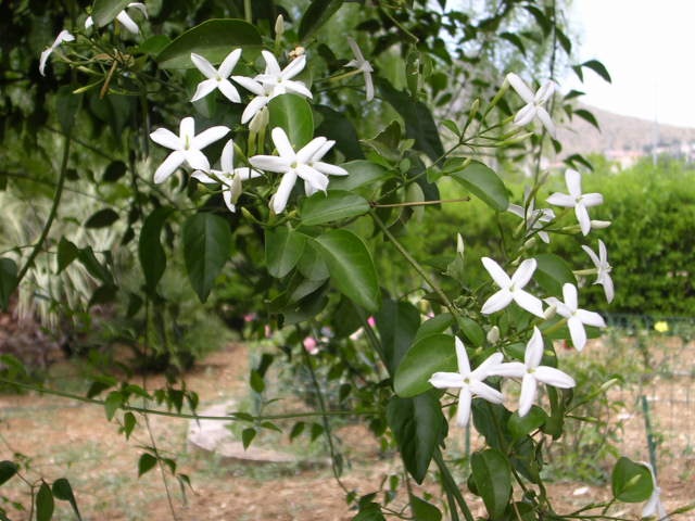 Como Cuidar da Flor Jasmim-dos-Açores, Fazer Mudas e Podar