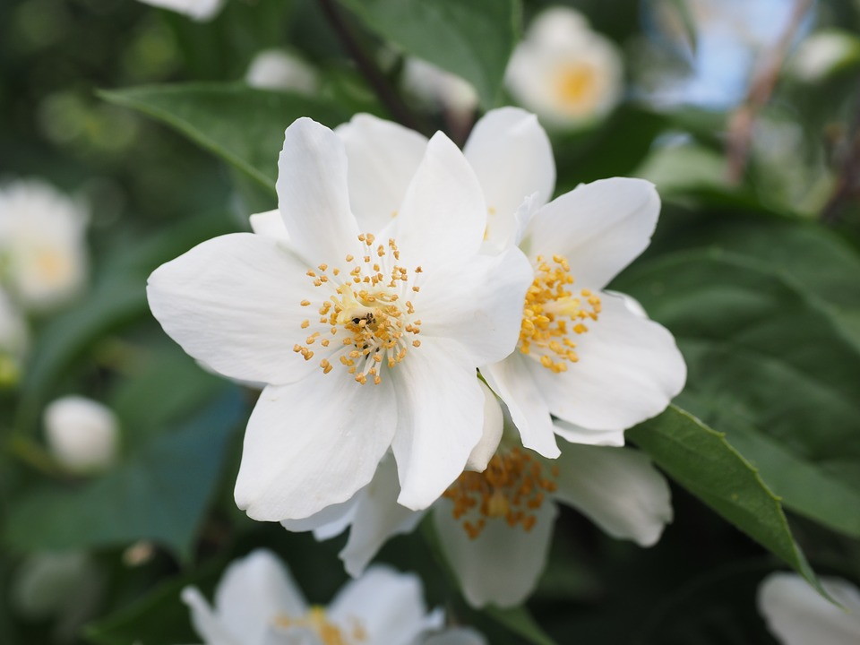 Quais São as Plantas que Exalam Perfume à Noite?
