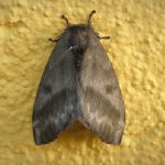 Mariposa com antenas filiformes característica
