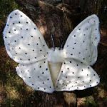 Espécie de mariposa do Brasil