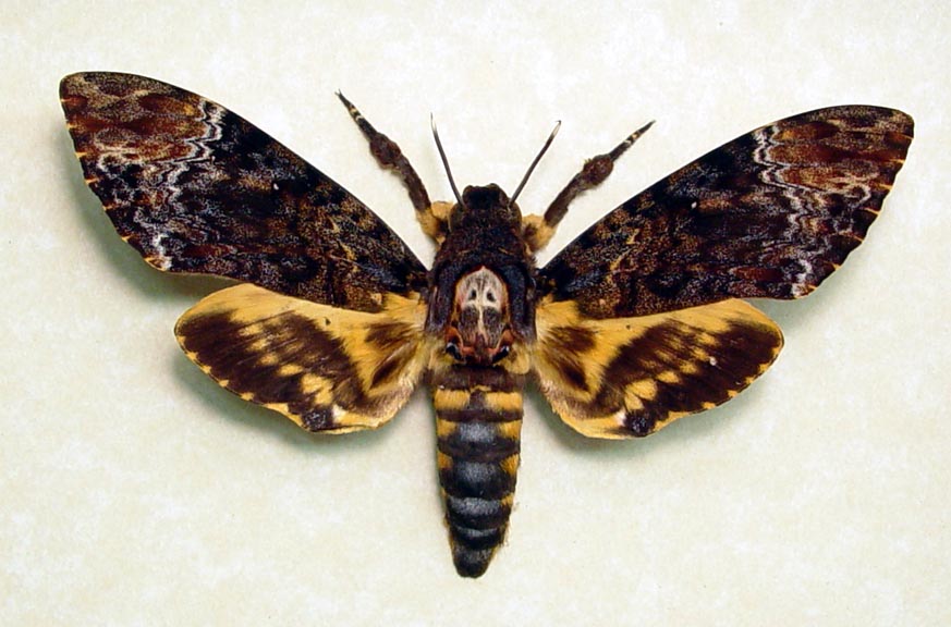 Mariposa da Cabeça da Morte: Características, Habitat e Fotos