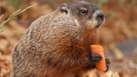 Tudo Sobre A Marmota: Características, Nome Científico E Fotos