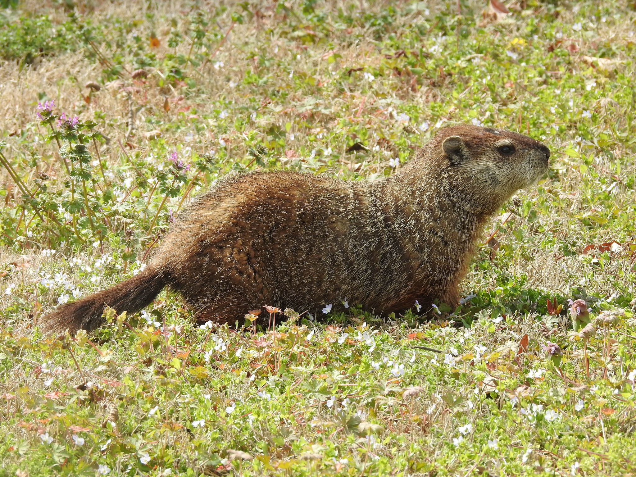 Marmota Monax: Características, Nome Científico e Fotos