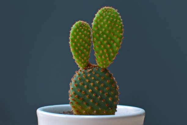 Cacto Orelha-de-Coelho: Características, Como Cultivar e Fotos