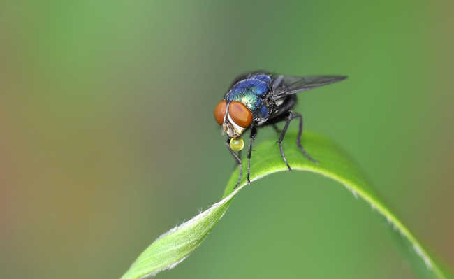 Mosca Varejeira Azul: Curiosidades, O Que Atrai e Imagens