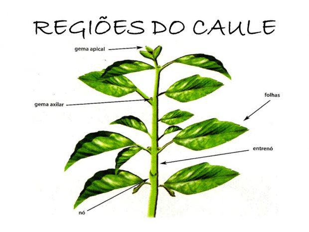 Quando o Caule é Fino é Chamado de Quê?
